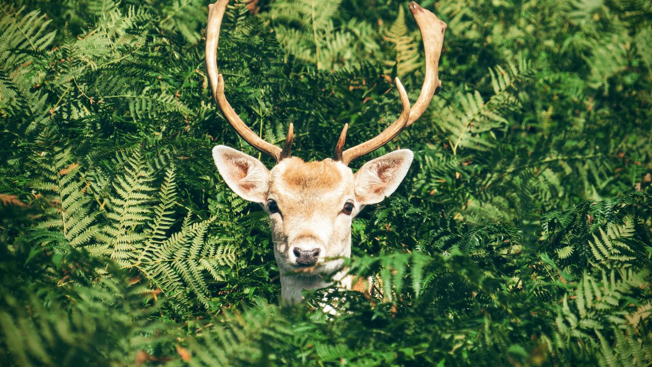 Wallpaper deer, foliage, horns, muzzle