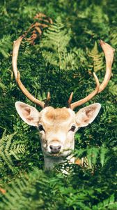 Preview wallpaper deer, foliage, horns, muzzle
