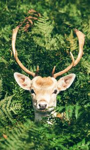 Preview wallpaper deer, foliage, horns, muzzle