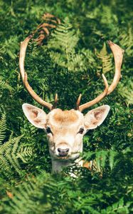Preview wallpaper deer, foliage, horns, muzzle
