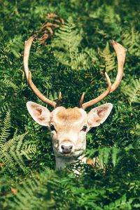 Preview wallpaper deer, foliage, horns, muzzle