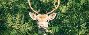 Preview wallpaper deer, foliage, horns, muzzle