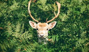 Preview wallpaper deer, foliage, horns, muzzle