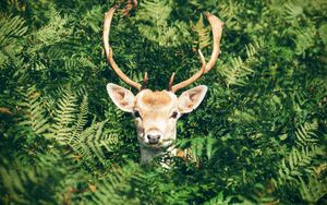 Preview wallpaper deer, foliage, horns, muzzle