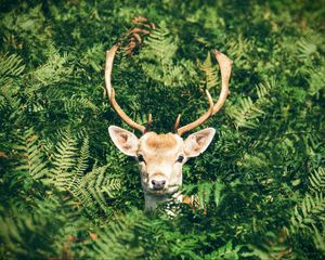 Preview wallpaper deer, foliage, horns, muzzle