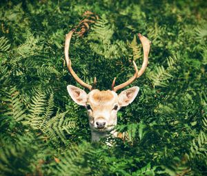 Preview wallpaper deer, foliage, horns, muzzle