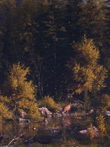 Preview wallpaper deer, forest, art, river, landscape, wildlife