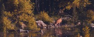 Preview wallpaper deer, forest, art, river, landscape, wildlife