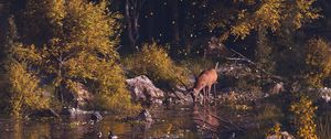 Preview wallpaper deer, forest, art, river, landscape, wildlife