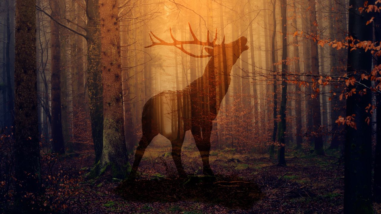 Wallpaper deer, forest, fog, silhouette, autumn