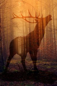 Preview wallpaper deer, forest, fog, silhouette, autumn