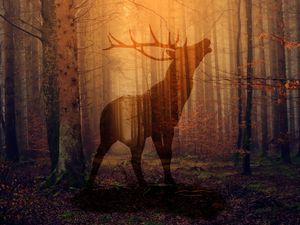 Preview wallpaper deer, forest, fog, silhouette, autumn