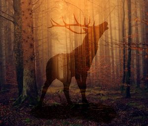 Preview wallpaper deer, forest, fog, silhouette, autumn