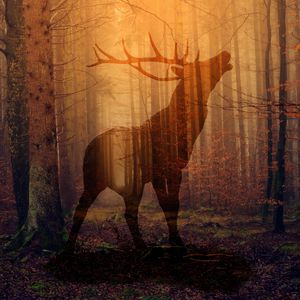 Preview wallpaper deer, forest, fog, silhouette, autumn