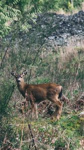 Preview wallpaper deer, forest, grass