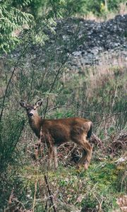 Preview wallpaper deer, forest, grass