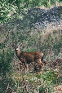 Preview wallpaper deer, forest, grass