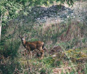 Preview wallpaper deer, forest, grass