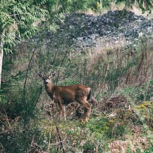 Preview wallpaper deer, forest, grass
