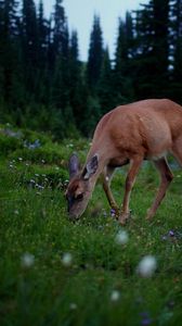 Preview wallpaper deer, forest, grass, walk, dark