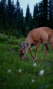 Preview wallpaper deer, forest, grass, walk, dark