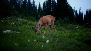 Preview wallpaper deer, forest, grass, walk, dark