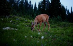 Preview wallpaper deer, forest, grass, walk, dark