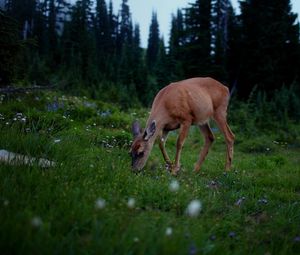 Preview wallpaper deer, forest, grass, walk, dark