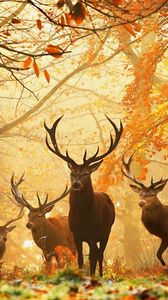 Preview wallpaper deer, forest, leaves, autumn, grass, rays, sun