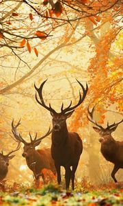 Preview wallpaper deer, forest, leaves, autumn, grass, rays, sun