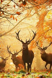 Preview wallpaper deer, forest, leaves, autumn, grass, rays, sun