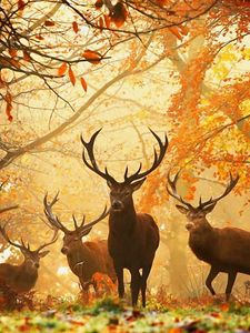 Preview wallpaper deer, forest, leaves, autumn, grass, rays, sun