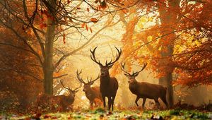 Preview wallpaper deer, forest, leaves, autumn, grass, rays, sun