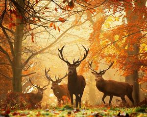 Preview wallpaper deer, forest, leaves, autumn, grass, rays, sun