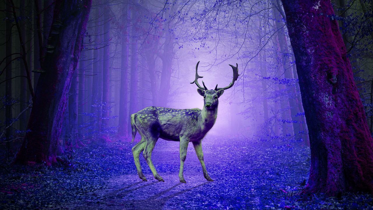 Wallpaper deer, forest, mystical, purple, photoshop