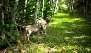 Preview wallpaper deer, forest, nature