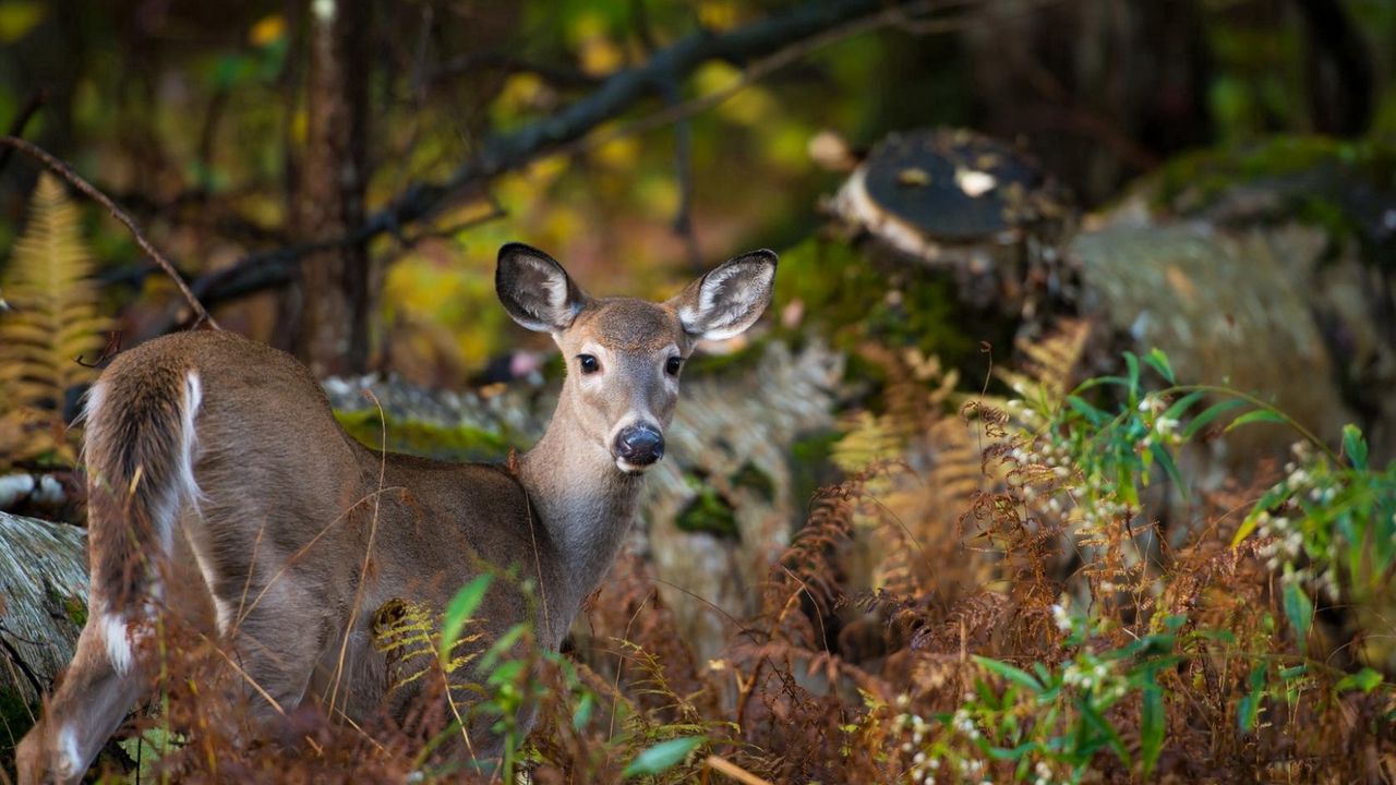 Wallpaper deer, forest, nature