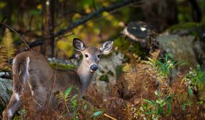 Preview wallpaper deer, forest, nature