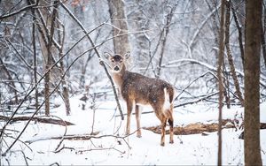 Preview wallpaper deer, forest, snow, trees