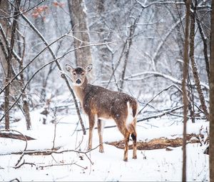 Preview wallpaper deer, forest, snow, trees