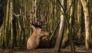 Preview wallpaper deer, forest, trees, grass, lie