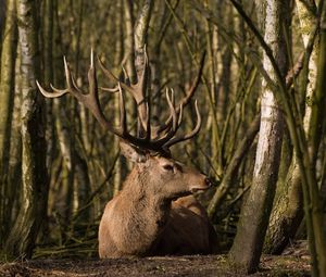 Preview wallpaper deer, forest, trees, grass, lie