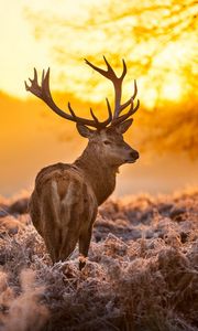 Preview wallpaper deer, frost, grass, sunset, nature