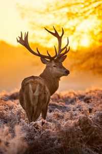 Preview wallpaper deer, frost, grass, sunset, nature