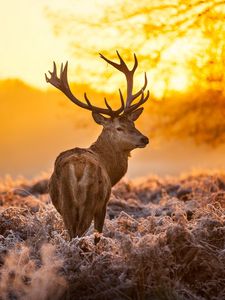 Preview wallpaper deer, frost, grass, sunset, nature