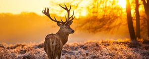 Preview wallpaper deer, frost, grass, sunset, nature