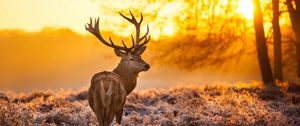 Preview wallpaper deer, frost, grass, sunset, nature