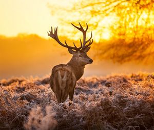 Preview wallpaper deer, frost, grass, sunset, nature