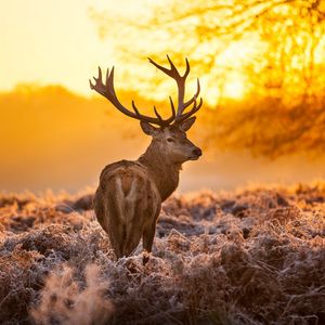 Preview wallpaper deer, frost, grass, sunset, nature