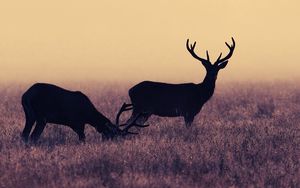 Preview wallpaper deer, frost, grass